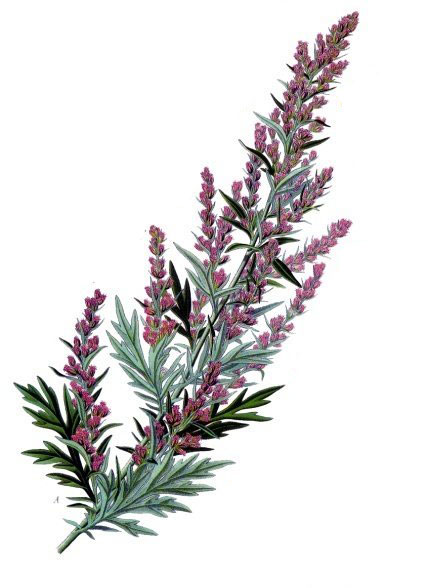 blühende Artemisia