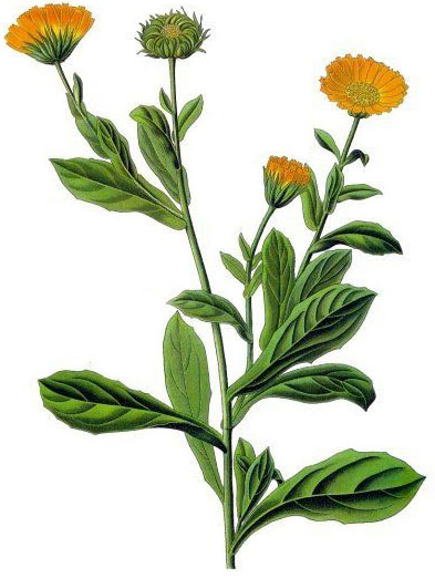 Calendula oder Ringelblume