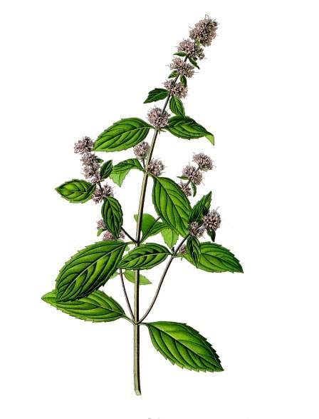 Mentha oder Minze