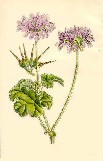 Pelargonium
