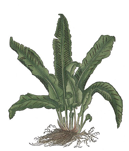 Hirschzungenfarn